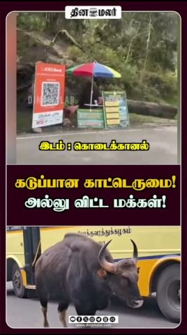 Dinamalar short hints at angry wild buffalo, people flee