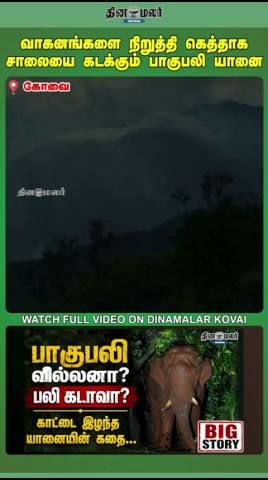 வாகனங்களை நிறுத்தி சாலையை கடக்கும் ‘பாகுபலி’ யானை