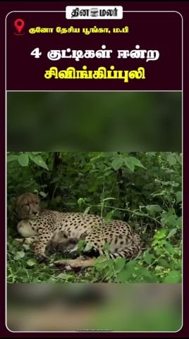 4 குட்டிகளை ஈன்ற சிவிங்கிப்புலி