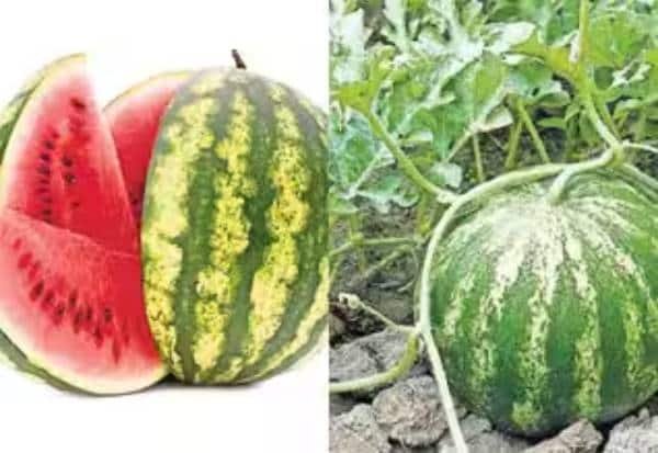 15-year-old dies after eating cut watermelon in Chhattisgarh