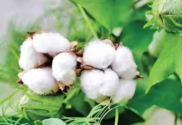 India waives cotton import duty from June 1 to October 30