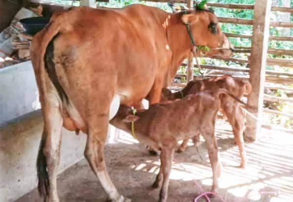 Delhi govt warns of criminal action over banned animal sacrifice on Bakrid