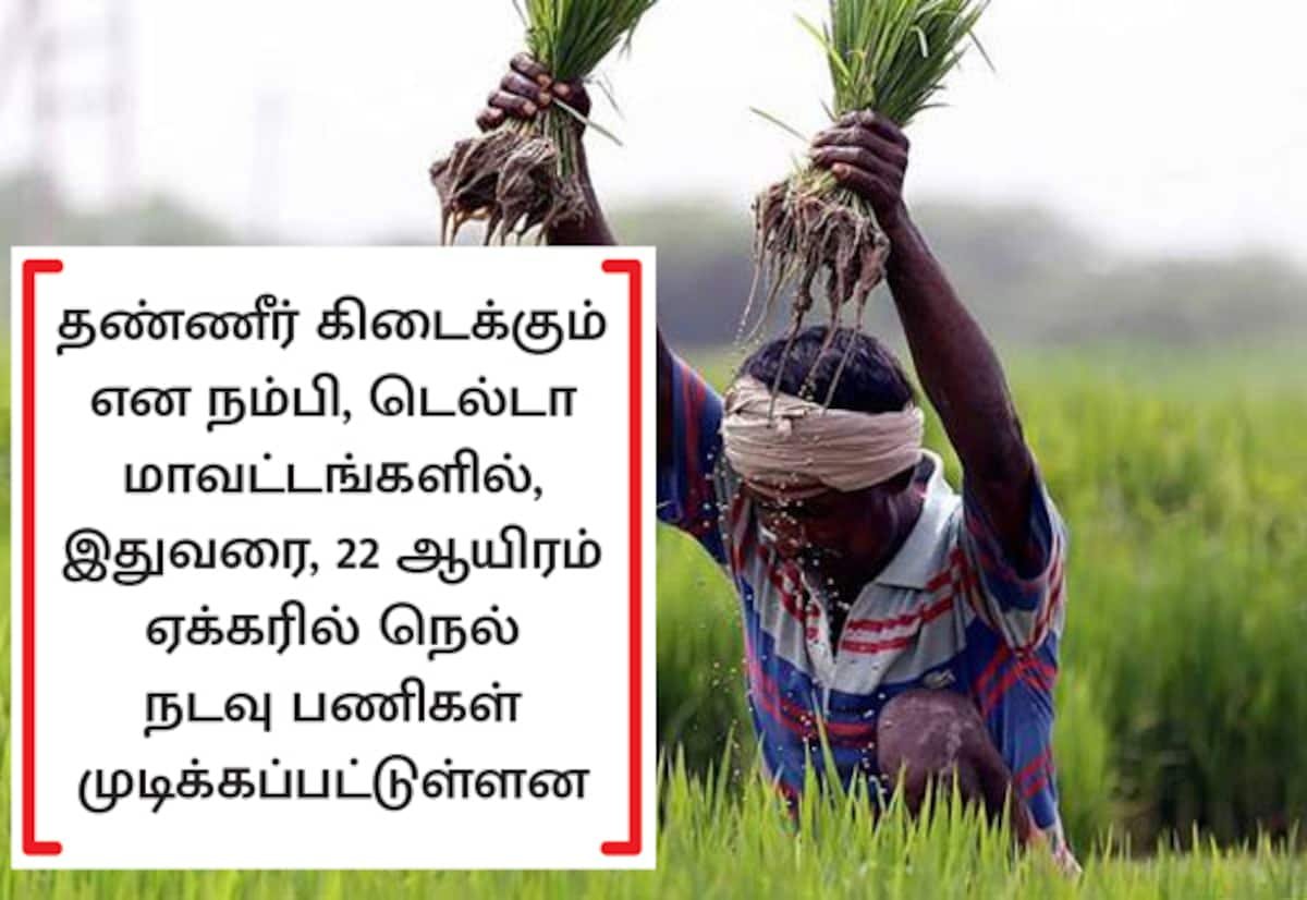 டெல்டாவில் பாசனத் தட்டுப்பாடு; 1,400 ஏக்கர் நெல் நாற்றுகள் கருகும் அபாயம்
