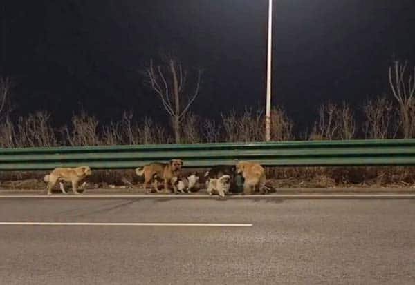 Seven dogs escape moving truck, trek 17 km to reunite with owners