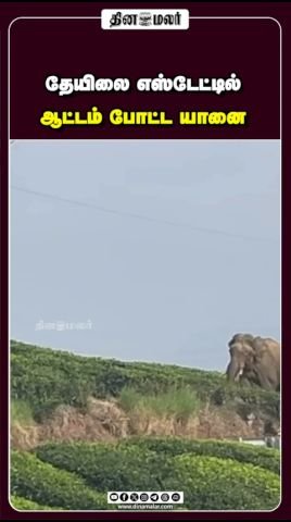 தேயிலை எஸ்டேட்டில் சுற்றித் திரிந்த யானை