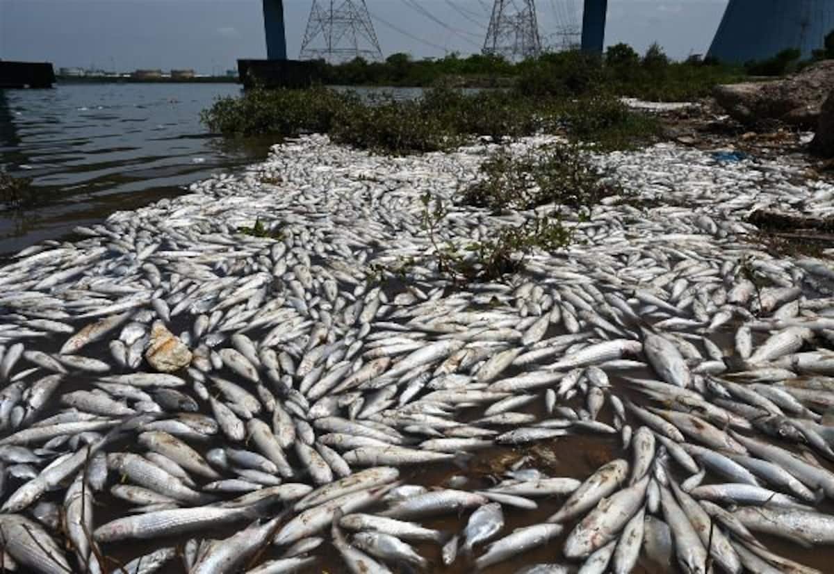 Tonnes of dead fish in Kosasthalai river; Ennore fishers block road