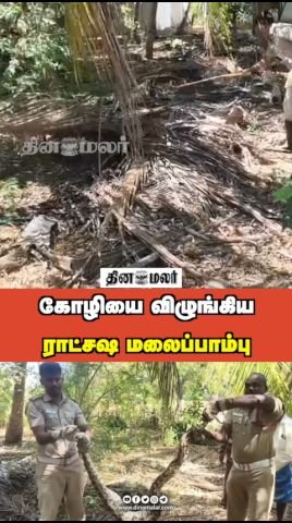 Giant python swallows a chicken in viral clip