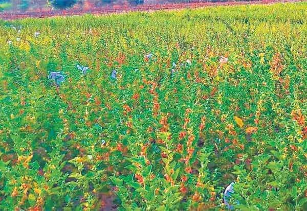 Karnataka HC stays FSSAI ban on ashwagandha leaves in food