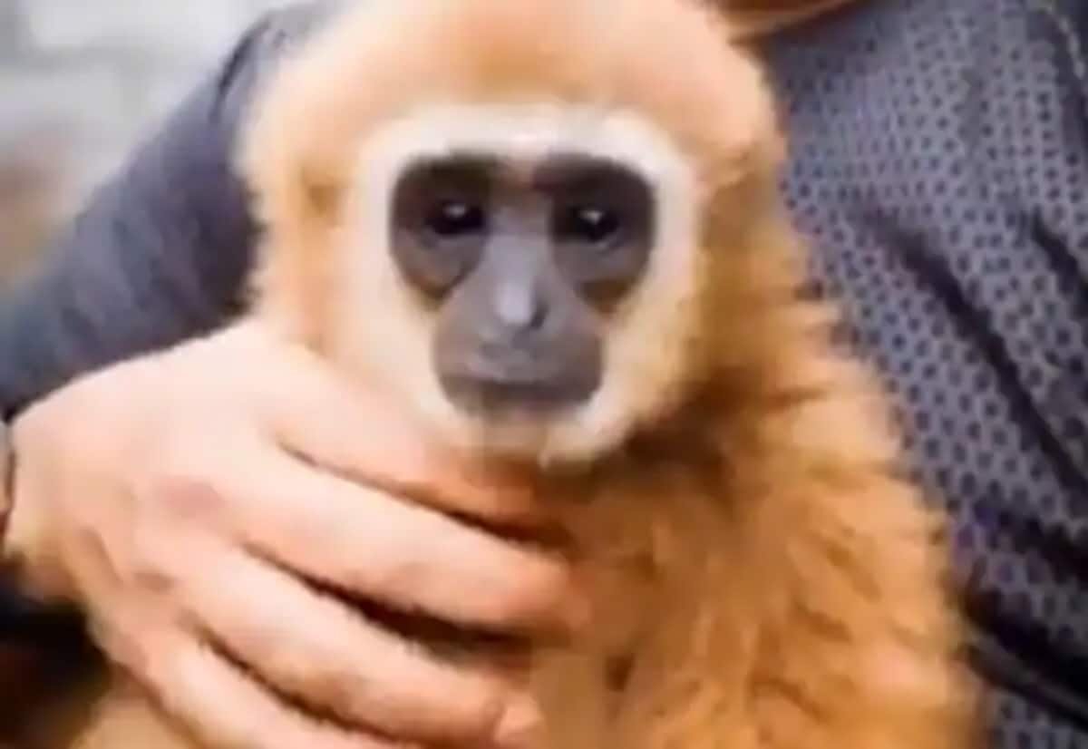 Forest Dept to seize rare lar gibbons after court nod
