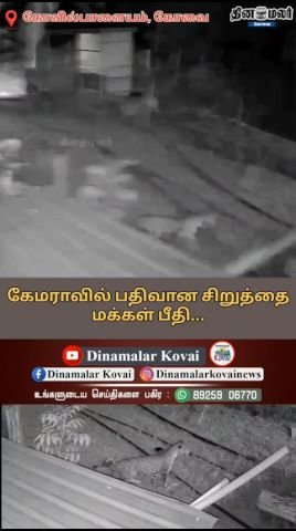 Leopard sighting caught on camera triggers public panic
