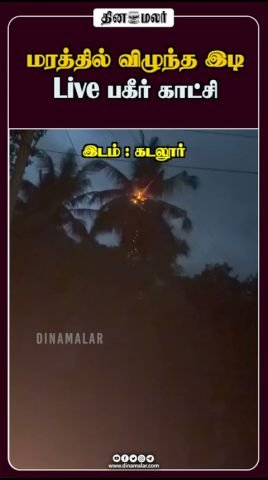 Lightning Strikes a Tree, Shocking Live Video Surfaces