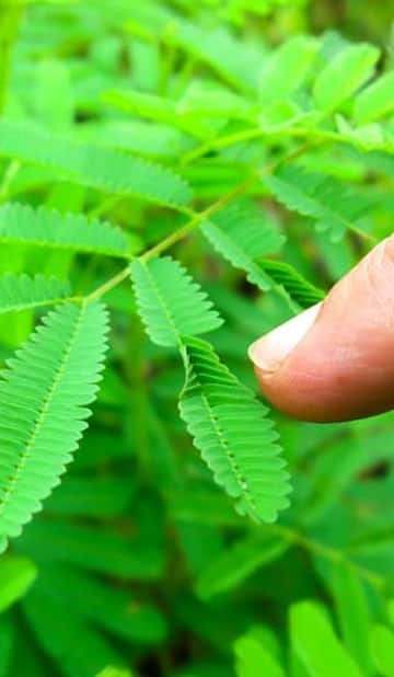 Why Mimosa pudica Leaves Fold When Touched