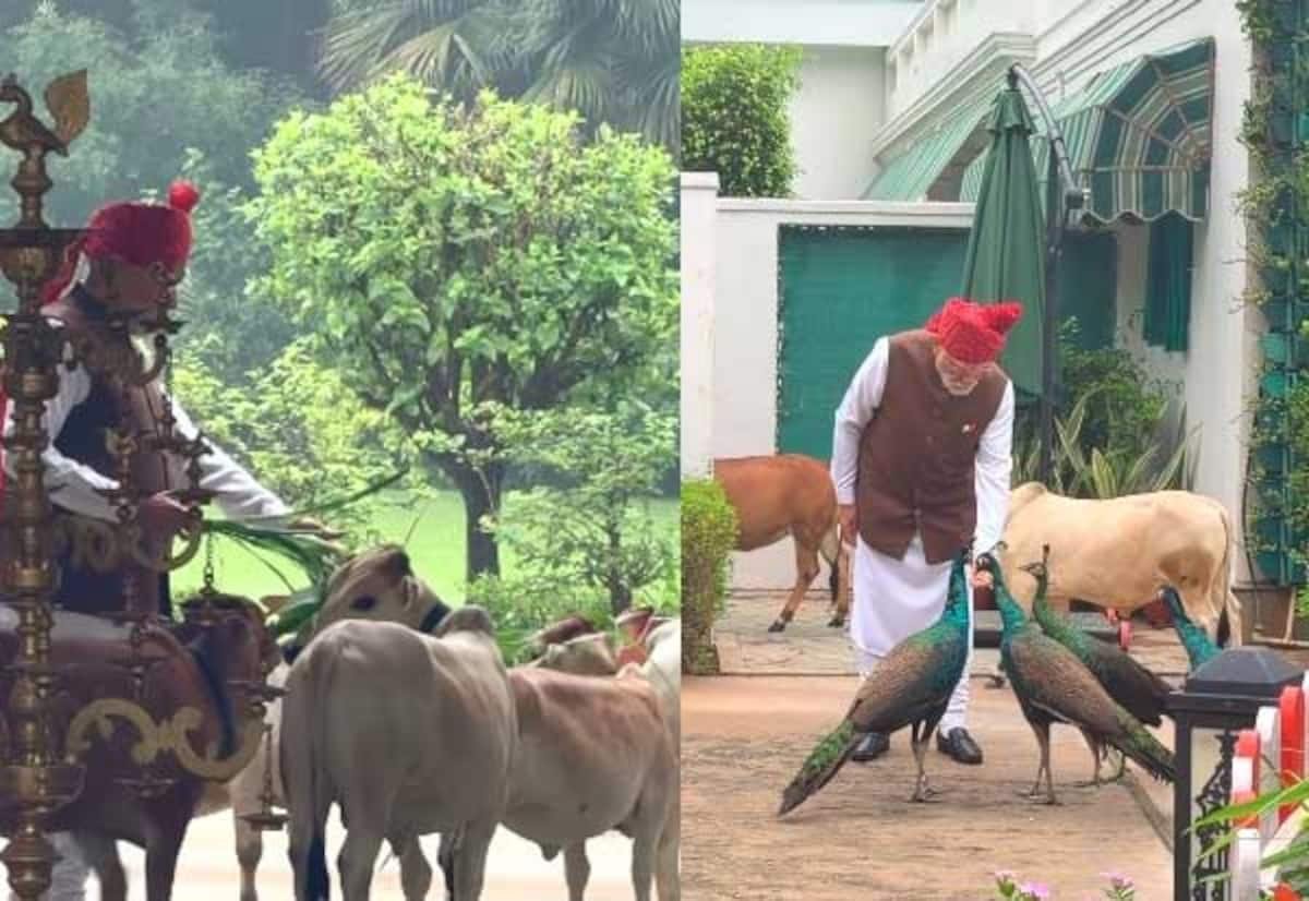 Modi shares video feeding calves and peacocks at Delhi residence