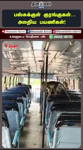 பஸ்சுக்குள் குரங்குகள் புகுந்ததால் பயணிகள் அலறல்; வீடியோ வைரல்