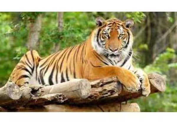 Kerala steps up hunt for tiger that escaped Periyar sanctuary