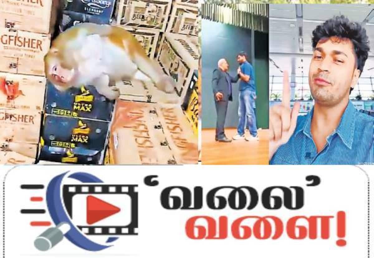 Monkey drinks liquor in Ranchi shop; forest staff rescue it