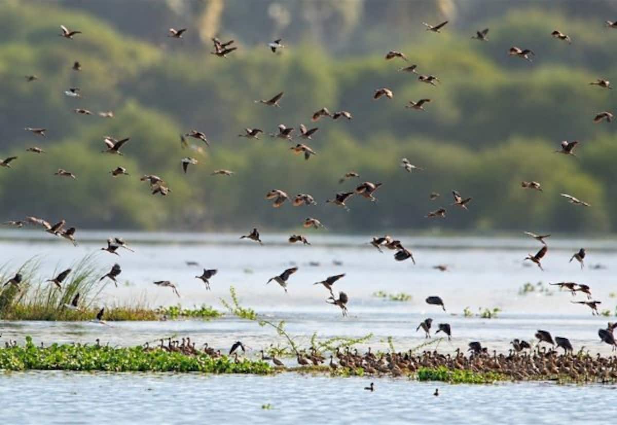 Bird activists seek halt to sewage inflow into Thanjavur’s Samudram Lake