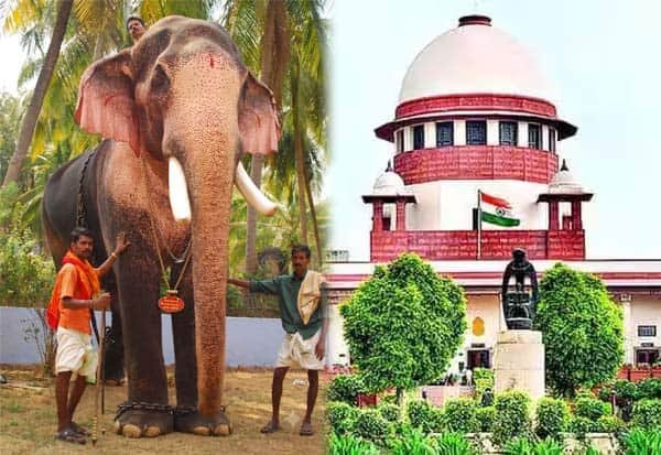 Supreme Court orders Kerala to care for tallest elephant ‘Raman’ at own cost