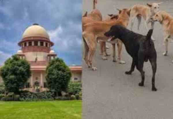 Supreme Court refuses to dilute order on stray dog menace