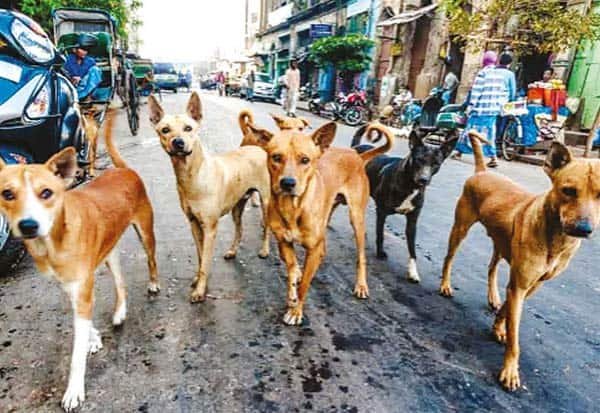 தமிழகத்தில் 95 நாளில் 2.09 லட்சம் நாய்க்கடி; ரேபிஸ் காரணமாக 13 பேர் பலி