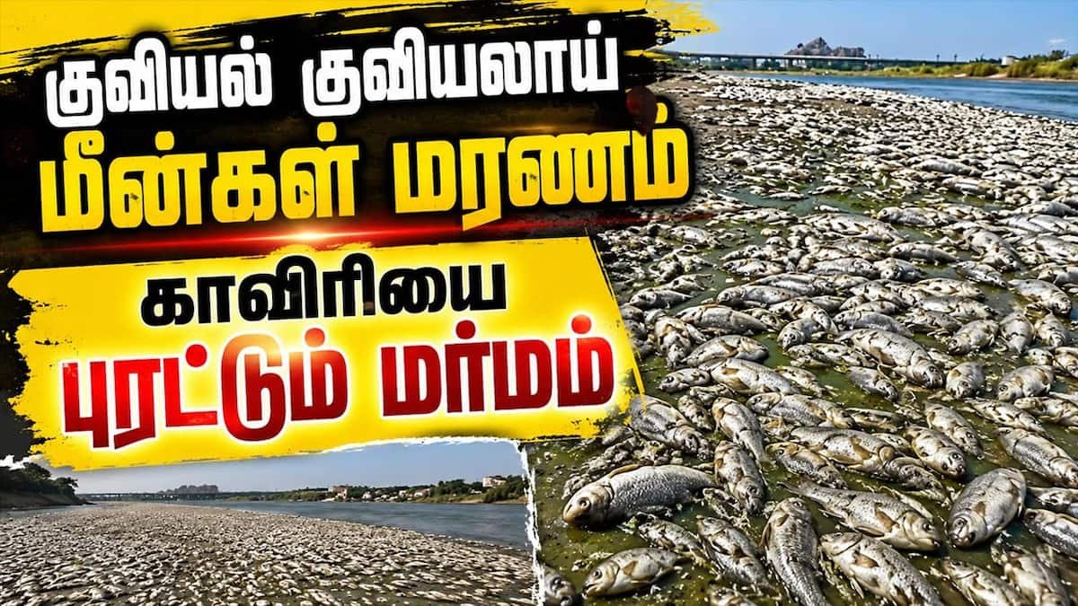 Mass fish deaths reported in Cauvery river stretch in Tiruchy