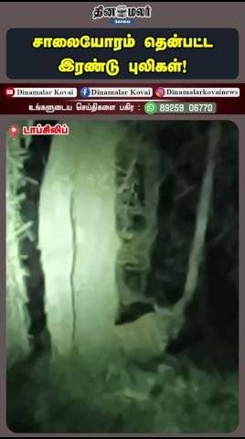 சாலையோரம் இரண்டு புலிகள் தென்பட்டதாக வீடியோ; விவரங்கள் தெளிவில்லை