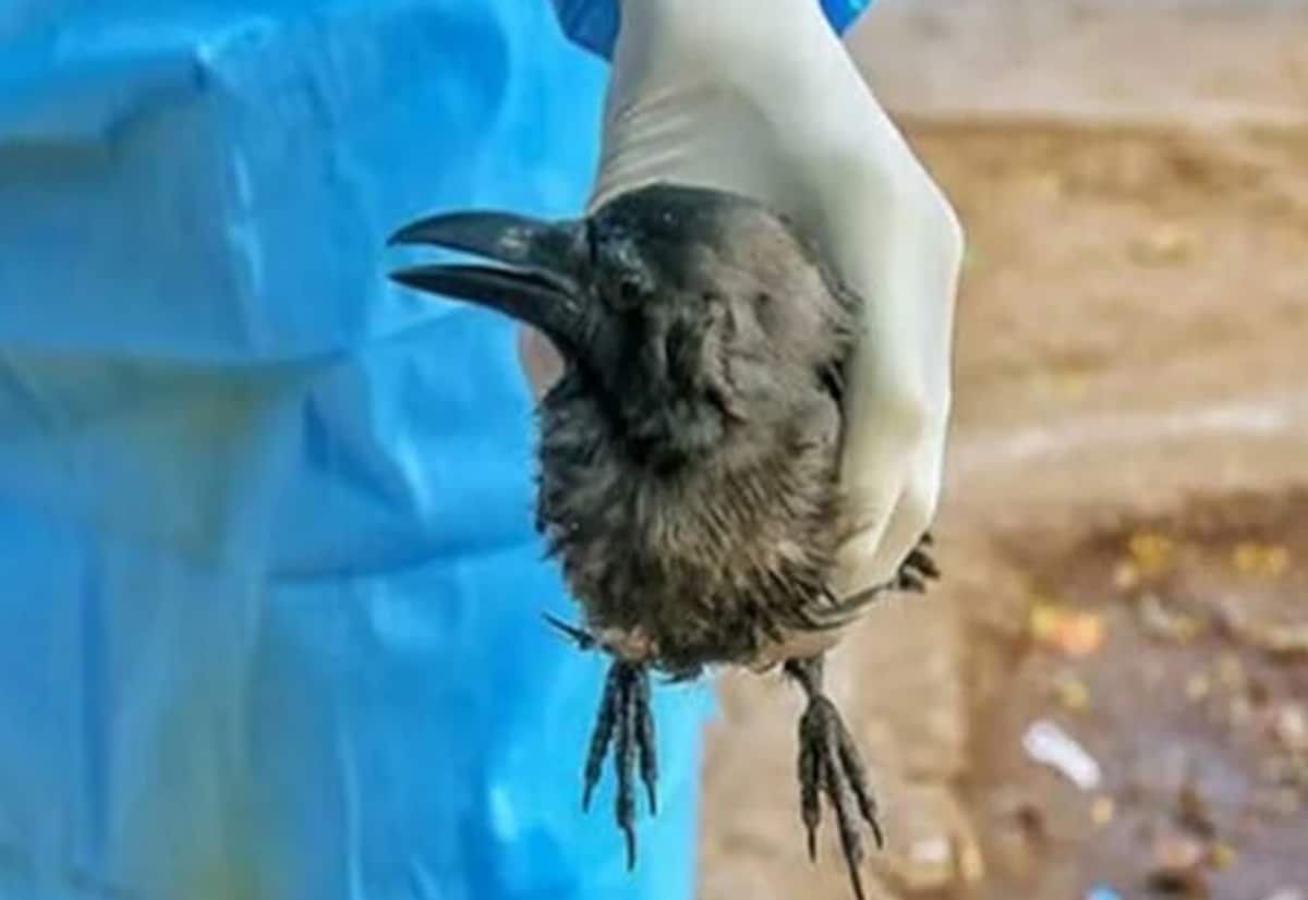 Bird flu confirmed at Vandalur zoo; public urged not to touch dead birds