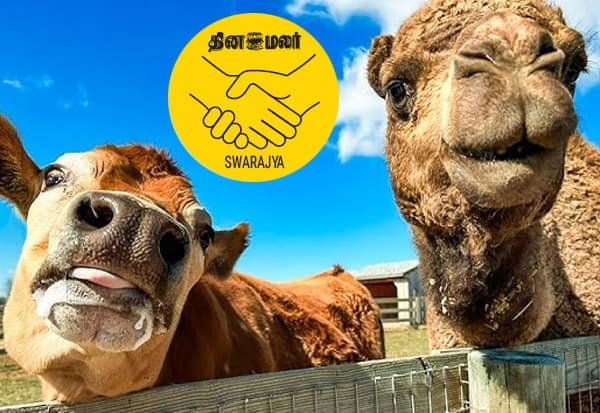 West Bengal imams urge Muslims to avoid cow sacrifice for Bakrid