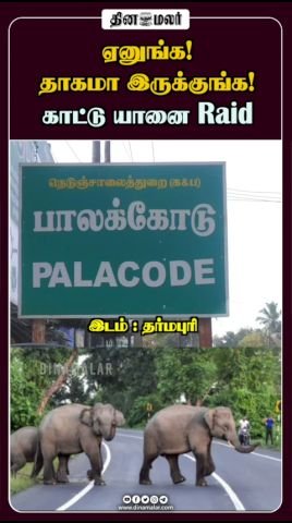 Wild elephant raid video shared as short reel