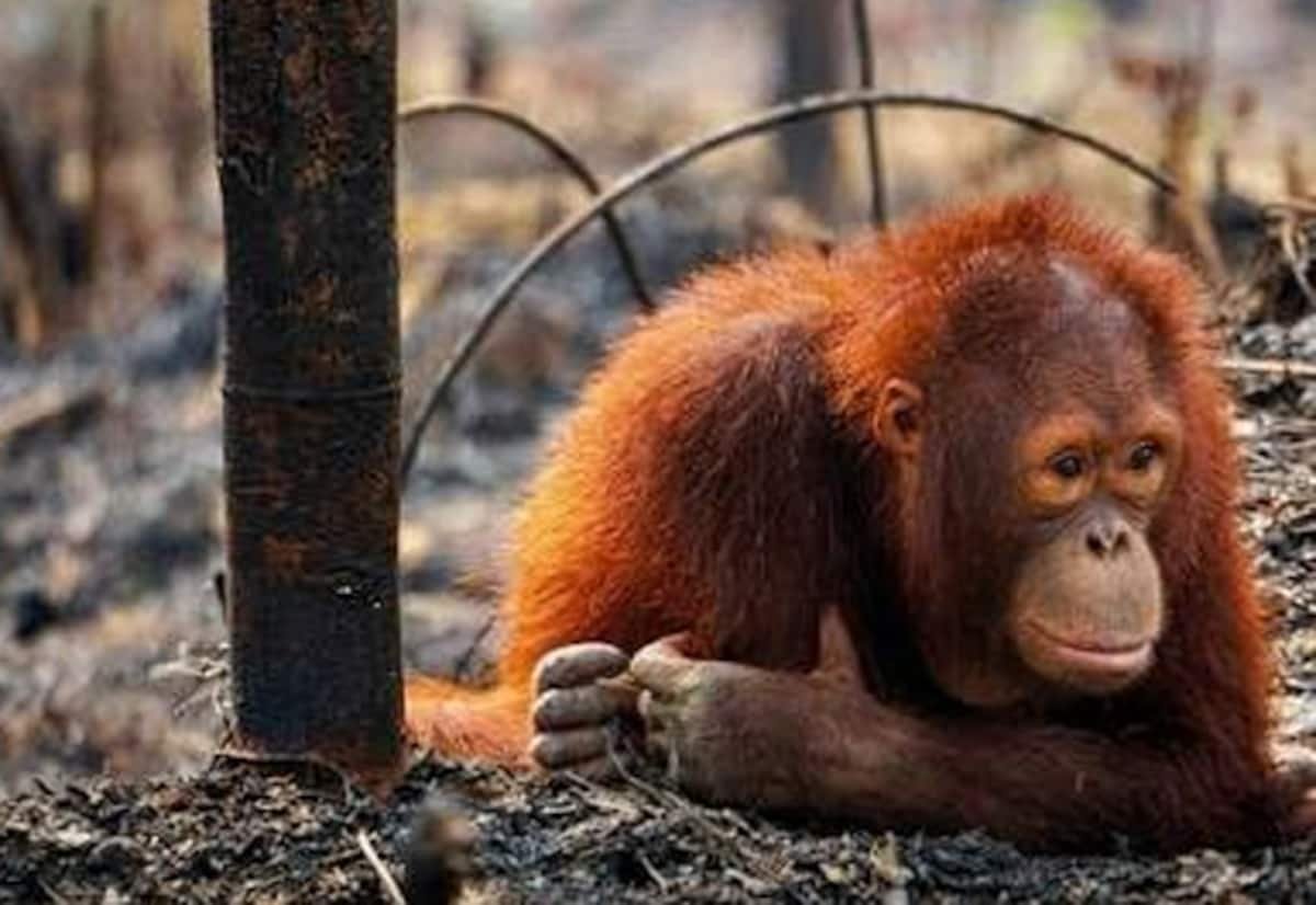 WWF அறிக்கை: 52 ஆண்டில் வனவிலங்கு இனங்கள் 73% சரிவு